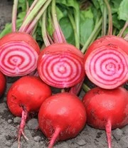 Rariteiten Schatkist Zaadbox 10 Rariteiten Schatkist Zaadbox – Bild 10