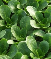 Groene Smoothies Zaadbox 3 Groene Smoothies Zaadbox – Bild 3