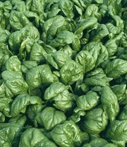 Groene Smoothies Zaadbox 4 Groene Smoothies Zaadbox – Bild 4