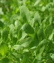 Groene Smoothies Zaadbox 5 Groene Smoothies Zaadbox – Bild 5