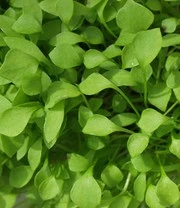 Groene Smoothies Zaadbox 6 Groene Smoothies Zaadbox – Bild 6