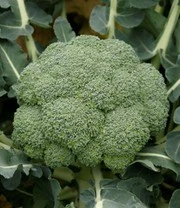 Groene Smoothies Zaadbox 7 Groene Smoothies Zaadbox – Bild 7