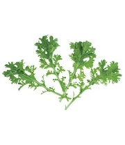 Groene Smoothies Zaadbox 9 Groene Smoothies Zaadbox – Bild 9