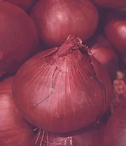 Sylt Zaadbox 5 Sylt Zaadbox – Bild 5