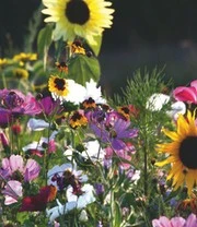 Sylt Zaadbox 6 Sylt Zaadbox – Bild 6