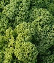 Sylt Zaadbox 7 Sylt Zaadbox – Bild 7