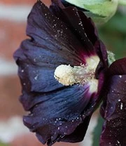 Sylt Zaadbox 8 Sylt Zaadbox – Bild 8