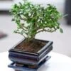 Bonsai Carmona 'Fukientee' Incl. Schaal