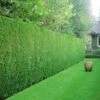 Leyland Cipres Haag 50 Planten