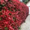 Glansmispel 'Red Robin' 20 Planten