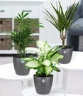 Kamerplanten Collectie 'Classic' Incl. Elho® Sierpot 'antraciet'