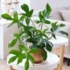Philodendron 'Florida Green'
