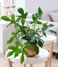 Philodendron 'Florida Green'