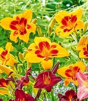 Daglelie Mix 'Zomerdroom' 3 Daglelie Mix 'Zomerdroom' – Bild 3