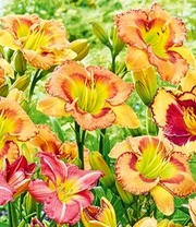 Daglelie Mix 'Zomerdroom' 5 Daglelie Mix 'Zomerdroom' – Bild 5