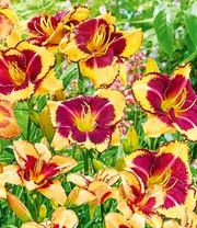 Daglelie Mix 'Zomerdroom' 6 Daglelie Mix 'Zomerdroom' – Bild 6