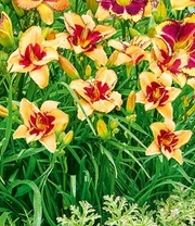 Daglelie Mix 'Zomerdroom' 7 Daglelie Mix 'Zomerdroom' – Bild 7