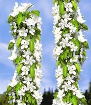 Zuilkers 'Sylvia® ' 3 Zuilkers 'Sylvia® ' – Bild 3