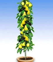 Zuilfruit Duo 'Peer & Kers' 3 Zuilfruit Duo 'Peer & Kers' – Bild 3