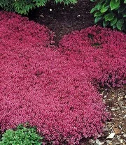 Bodembedekker Set Tijm 3 Bodembedekker Set Tijm – Bild 3