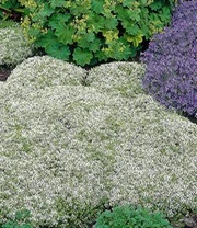 Bodembedekker Set Tijm 5 Bodembedekker Set Tijm – Bild 5