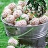 Witte Ananas-aardbei 'Natural White & Aardbeien Hummi´s 'Sengana®'