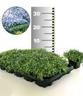Isotoma 'Blue Foot®' 25 Stuks, Stevige Bodembedekker, Gazonvervanging