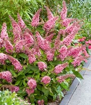 Buddleia Collectie 'Butterfly Candy®' 5 Buddleia Collectie 'Butterfly Candy®' – Bild 5