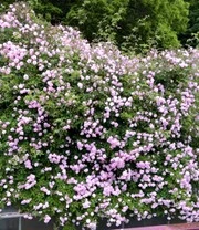Ramblerroos 'Paul's Himalayan Musk Rambler®' 3 Ramblerroos 'Paul's Himalayan Musk Rambler®' – Bild 3