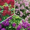 Collectie Rambler-rozen