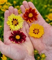 Coreopsis 'Solar® Mix' 3 Coreopsis 'Solar® Mix' – Bild 3