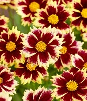 Coreopsis 'Solar® Mix' 4 Coreopsis 'Solar® Mix' – Bild 4