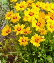 Coreopsis 'Solar® Mix' 6 Coreopsis 'Solar® Mix' – Bild 6