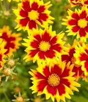 Coreopsis 'Solar® Mix' 5 Coreopsis 'Solar® Mix' – Bild 5