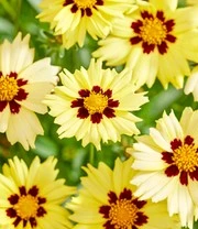 Coreopsis 'Solar® Mix' 7 Coreopsis 'Solar® Mix' – Bild 7