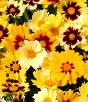 Coreopsis 'Solar® Mix' 8 Coreopsis 'Solar® Mix' – Bild 8