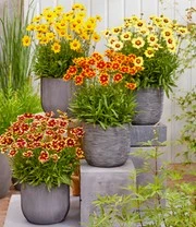 Coreopsis 'Solar® Mix' 9 Coreopsis 'Solar® Mix' – Bild 9
