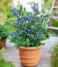 Blauwe Bosbessen 'Blue Parfait'