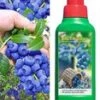 Tros Bosbes 'Reka® Blue' & Bemesting