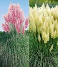 Neue Produkte 15 Pampasgras-Collectie