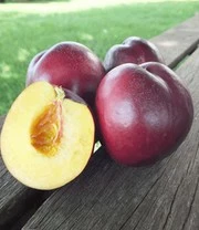 Zuilnectarine 'Licecol®' 3 Zuilnectarine 'Licecol®' – Bild 3