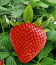 Klimaardbei 'Hummi®' En Decoratieve Klimzuil 3 Klimaardbei 'Hummi®' En Decoratieve Klimzuil – Bild 3