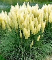 Pampasgras-Collectie 3 Pampasgras-Collectie – Bild 3