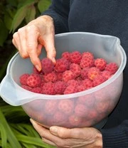 Japanse Kornoelje 4 Japanse Kornoelje – Bild 4