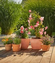 GARDENA® Micro-Drip-System Uitbreidingsset Bloempotten 3 GARDENA® Micro-Drip-System Uitbreidingsset Bloempotten – Bild 3