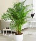 Areca Palm Ca. 120-130 Cm Hoog