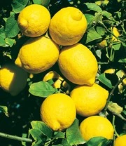 Planten Verkaufsgeschäft -Planten Verkaufsgeschäft 9020899754014