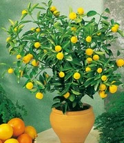 Citroenboompje 3 Citroenboompje – Bild 3