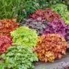 Heuchera Mix 'Kleurenpracht'