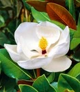 Magnolia 'Grandiflora'